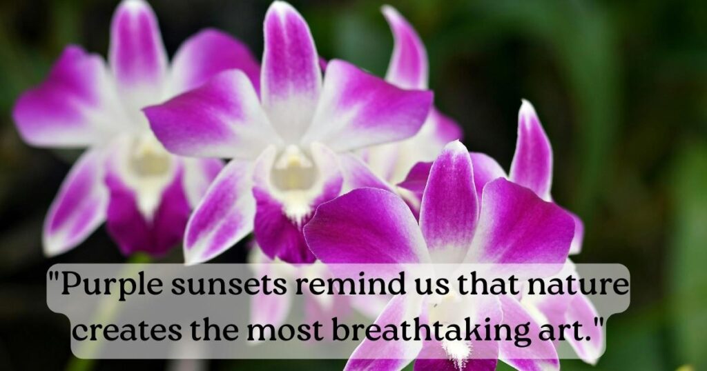Purple Quotes About Nature Beauty